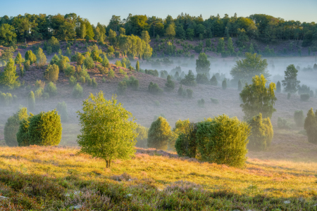 Bild-Nr: 12395314 Morgens in der Lüneburger Heide Erstellt von: Michael Valjak
