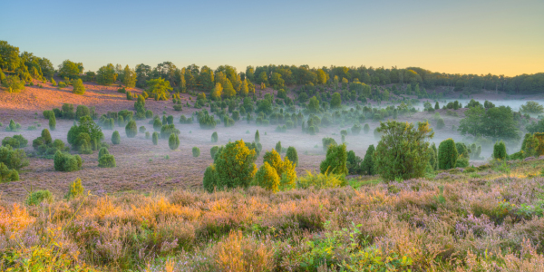 Bild-Nr: 12395315 Morgens in der Lüneburger Heide Erstellt von: Michael Valjak