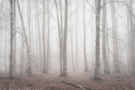 Bild-Nr: 12404138 Wald Mystik Erstellt von: luxpediation