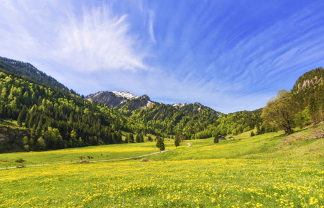 Bild-Nr: 12415581 Frühling im Gunzesrieder Tal Erstellt von: Andreas Föll