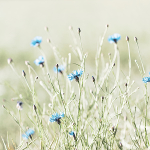 Bild-Nr: 12443559 Tanz im Wind Erstellt von: Ursula Reins