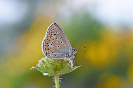 Bild-Nr: 12472288 Bläuling Erstellt von: GUGIGEI