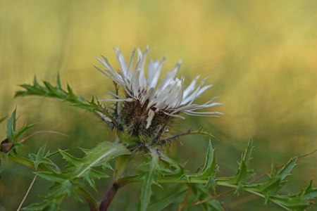Bild-Nr: 12475127 Silberdistel Erstellt von: GUGIGEI