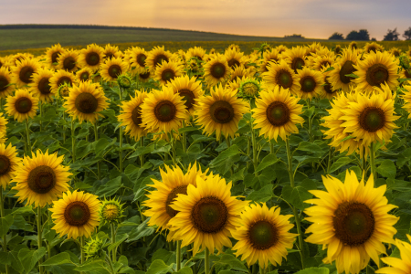 Bild-Nr: 12481356 Sonnenblumenfeld im Abendlicht Erstellt von: Daniela Beyer
