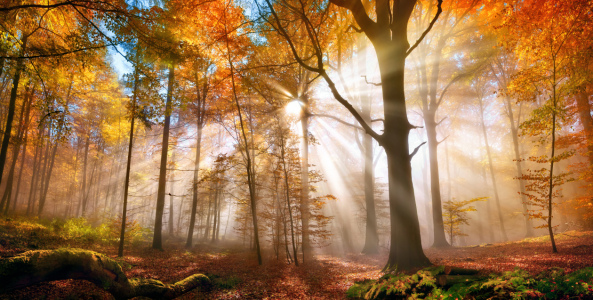 Bild-Nr: 12485443 Goldener Wald im Herbst Erstellt von: Smileus