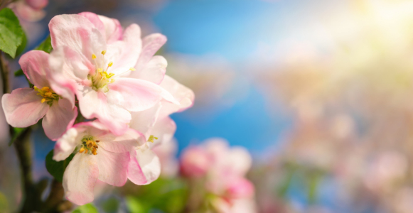 Bild-Nr: 12555007 Rosa Kirschblüten im warmen Sonnenlicht Erstellt von: Smileus