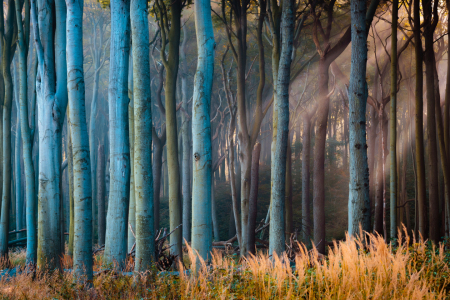 Bild-Nr: 12617400 Herbst im Gespensterwald Erstellt von: Martin Martin Wasilewski