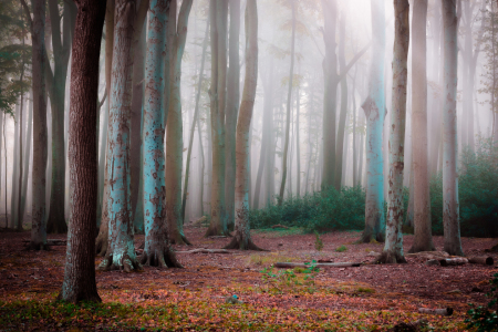 Bild-Nr: 12622510 Wald im Nebel Erstellt von: Martin Martin Wasilewski