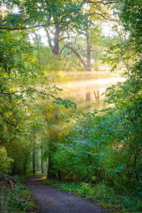 Bild-Nr: 12633732 Waldweg im Licht Erstellt von: Martin Martin Wasilewski