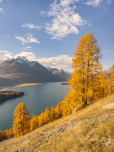 Bild-Nr: 12708303 Gelbe Lärchen am Silsersee in der Schweiz Erstellt von: Michael Valjak