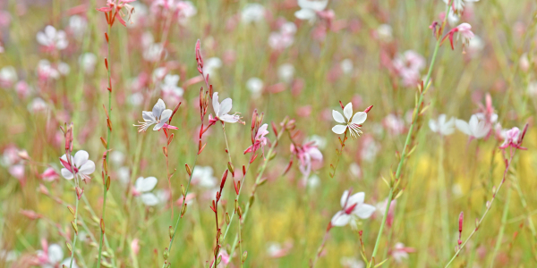 Bild-Nr: 12735511 Prachtkerze Erstellt von: Atteloi
