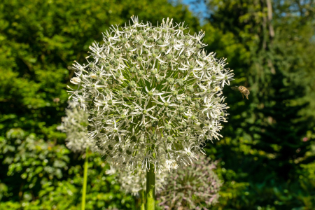 Bild-Nr: 12738385 Blütenstand einer Allium mit Biene Erstellt von: volker heide