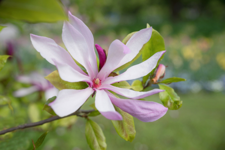 Bild-Nr: 12741584 Magnolienblüte Erstellt von: SusaZoom