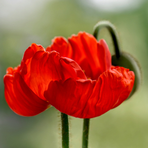 Bild-Nr: 12744366 Feuerrote Schönheit Erstellt von: Atteloi