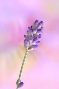 Bild-Nr: 12747052 Lavendel Erstellt von: Atteloi