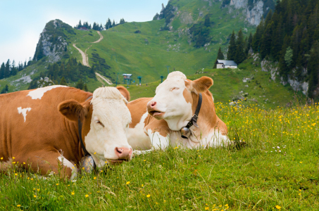 Bild-Nr: 12747723 Zwei lustige Kühe Erstellt von: SusaZoom