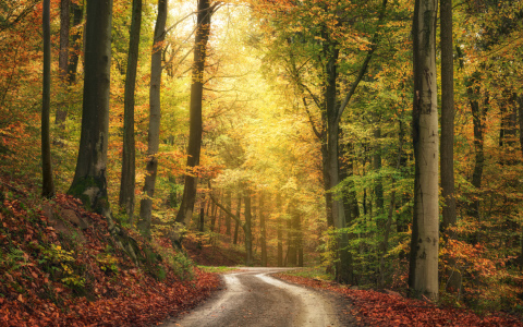 Bild-Nr: 12749724 Ruhige Herbstlandschaft in einem farbenfrohen Wald Erstellt von: Smileus