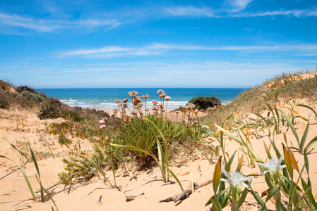 Bild-Nr: 12752921 Wildblumen in den Dünen Erstellt von: SusaZoom