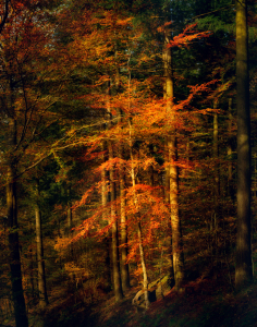 Bild-Nr: 12753665 Beleuchteter Baum im dunklen Wald Erstellt von: Smileus