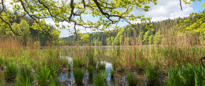 Bild-Nr: 12755042 Thanninger Weiher Erstellt von: SusaZoom
