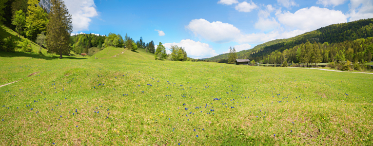 Bild-Nr: 12756849 Enzianwiese am Ferchensee Erstellt von: SusaZoom
