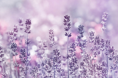 Bild-Nr: 12771999 Lavendel Erstellt von: Atteloi