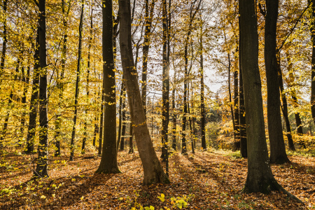Bild-Nr: 12775532 Goldener Blätterwald Erstellt von: Ursula Reins