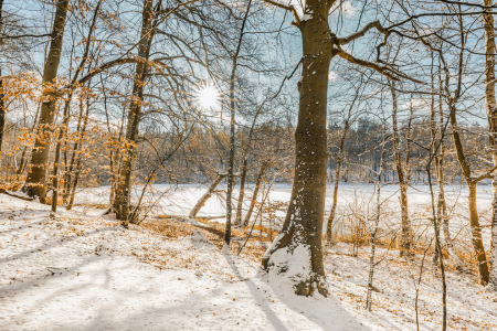 Bild-Nr: 12780520 Winterstimmung am Waldsee Erstellt von: Ursula Reins