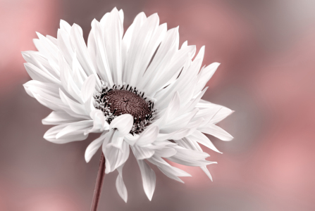 Bild-Nr: 12807880 Sommerblume Erstellt von: Atteloi