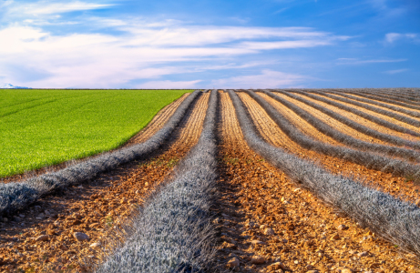 Bild-Nr: 12810499 Lavendelfeld im Frühling Erstellt von: Achim Thomae