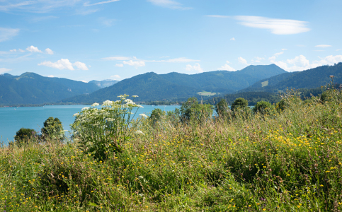Bild-Nr: 12813085 Wiese in Gmund am Tegernsee Erstellt von: SusaZoom
