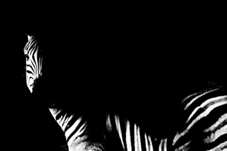 Bild-Nr: 12823618 ZEBRA Impression Erstellt von: Schwob