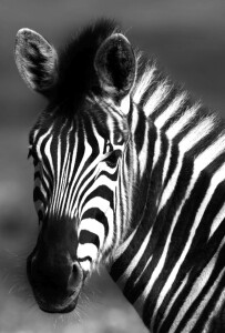 Bild-Nr: 12824305 Zebra sw Erstellt von: Schwob