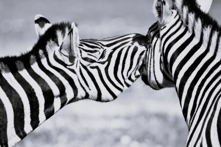 Bild-Nr: 12826695 ein Küsschen in Ehren Erstellt von: Schwob