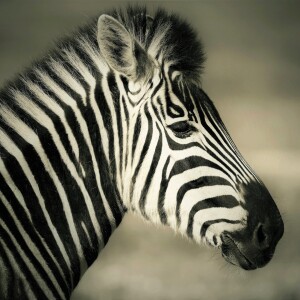 Bild-Nr: 12828985 Zebrastreifen monochrome Erstellt von: Schwob