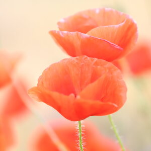 Bild-Nr: 12829220 Mohn Erstellt von: Heike  Hultsch