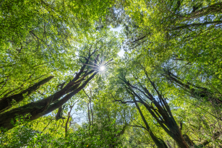 Bild-Nr: 12830569 Sonnenlicht scheint durch die Baumkronen Erstellt von: eyetronic