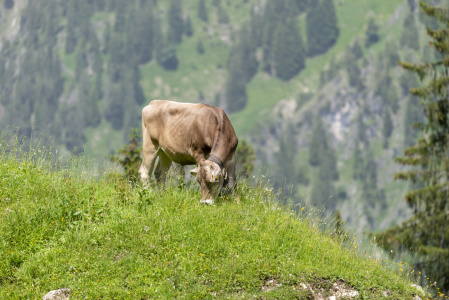 Bild-Nr: 12832803 Schumpen Erstellt von: Walter G. Allgöwer