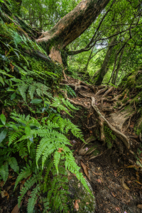 Bild-Nr: 12833219 Grüner Farn im Wald Erstellt von: eyetronic