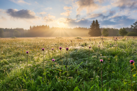 Bild-Nr: 12838875 Sommermorgen im Erzgebirge Erstellt von: Daniela Beyer