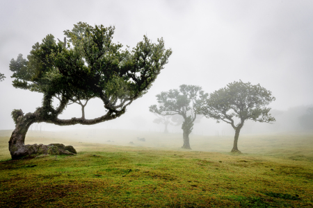 Bild-Nr: 12840968 Fanal Forest auf Madeira Erstellt von: DirkR