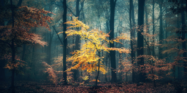 Bild-Nr: 12842068 Kleiner Baum mit gelben Blättern Erstellt von: Smileus