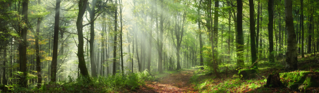 Bild-Nr: 12842296 Bezaubernde Sonnenstrahlen in einem grünen Wald Erstellt von: Smileus