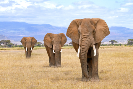 Bild-Nr: 12842904 Drei Elefanten am Fuß des Kilimanjaro Erstellt von: Safarifotografie