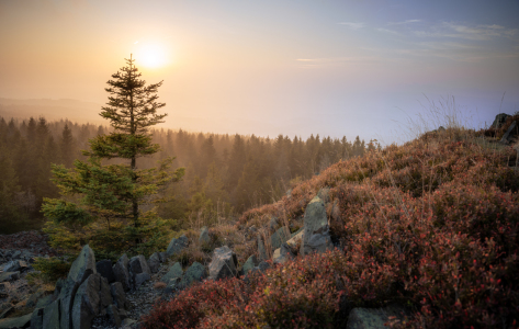 Bild-Nr: 12845112 Nebelige Tage im Harz  Erstellt von: Steffen Henze