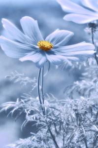 Bild-Nr: 12846491 Cosmea Erstellt von: Atteloi