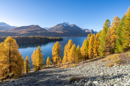 Bild-Nr: 12847595 Silsersee im sonnigen Herbst Erstellt von: eyetronic