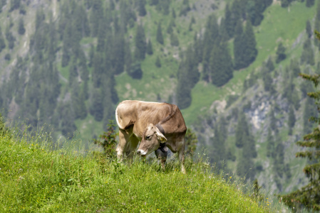 Bild-Nr: 12848636 Allgäuer Braunvieh Erstellt von: Walter G. Allgöwer