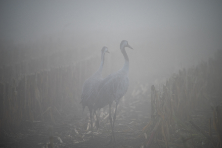 Bild-Nr: 12848767 Nebeltage im Herbst Erstellt von: Tanja Riedel