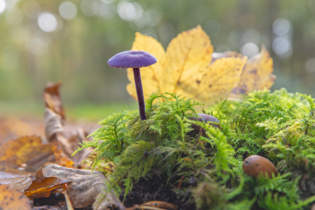 Bild-Nr: 12851060 Wenn der Wald bunt wird Erstellt von: Tanja Riedel